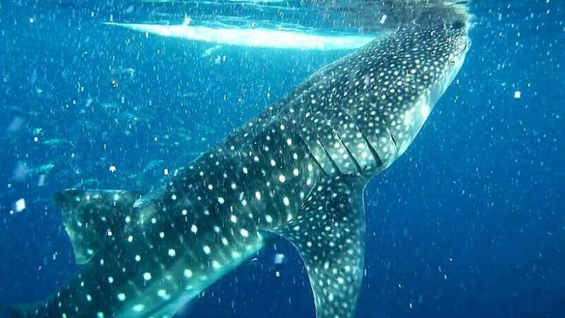 Cebu: Whale Sharks, Ka-Treasure Water Terraces & Simala Tour - An In-Depth Look at the Tour Experience