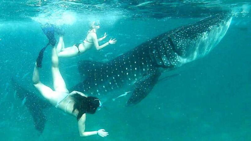 Cebu: Whale Sharks, Ka-Treasure Water Terraces & Simala Tour - Who Should Consider This Tour?