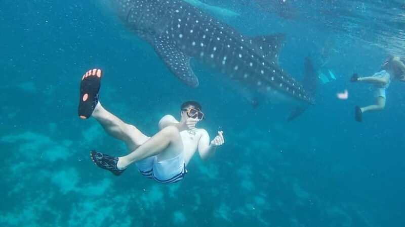 Cebu: Whale Sharks, Kawasan Falls, & Sardines Run Snorkeling - Overview of the Tour Experience