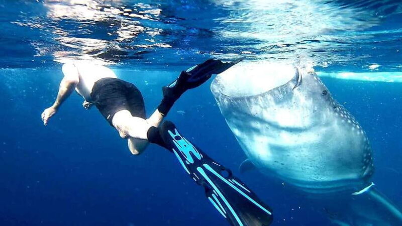 Cebu: Whale Sharks, Kawasan Falls, & Sardines Run Snorkeling - Good To Know