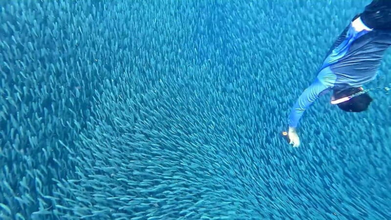 Cebu: Whale Sharks, Kawasan Falls, & Sardines Run Snorkeling - Who Would Enjoy This Tour Most?