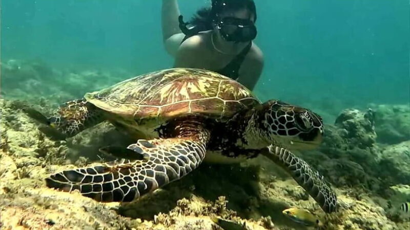 Cebu: Whale Sharks, Kawasan Falls, & Sardines Run Snorkeling - The Sum Up