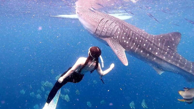 Cebu: Whale Sharks, Kawasan Falls, & Sardines Run Snorkeling - FAQ