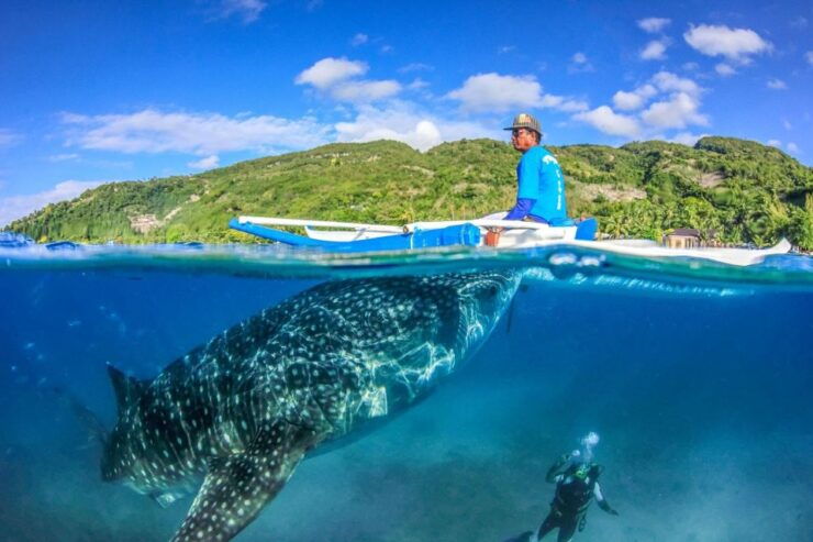 Cebu: Whale Sharks, Tumalog Falls, and Monkeys Small Group - Sustainable Whale Shark Tourism in Oslob