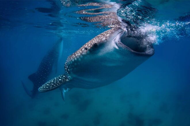 Cebu: Whale Sharks, Tumalog Falls, and Monkeys Small Group - Mesmerizing Tumalog Falls