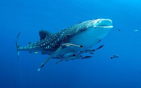 Cebu: Whale Sharks, Tumalog Falls, and Monkeys Small Group - Common Questions