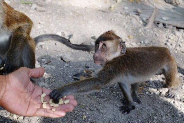 Cebu: Whale Sharks, Tumalog Falls, and Monkeys Small Group - The Sum Up