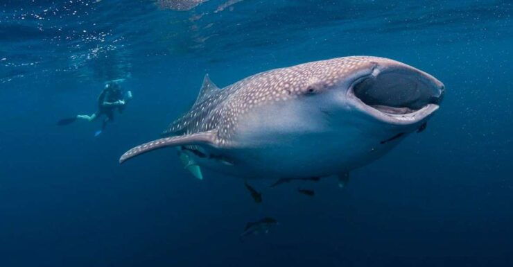 Cebu: Whale Sharks, Tumalog Falls & Sumilon Island Day Tour - Highlights of the Tour