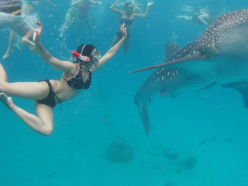 Cebu: Whaleshark Encounter, Sumilon Sandbar & Tumalog Tour - Good To Know
