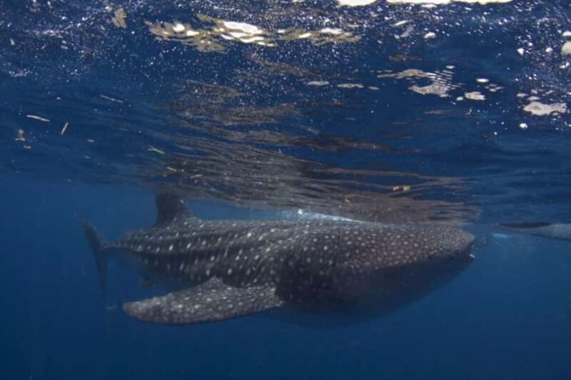 Cebu: Whaleshark Encounter, Sumilon Sandbar & Tumalog Tour - An In-Depth Look at the Tour Experience
