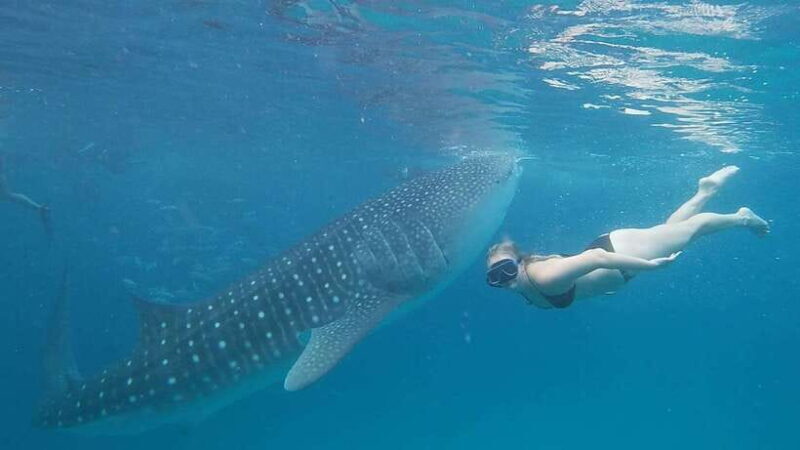 Cebu: Whaleshark Encounter, Tumalog Falls, & Monkey Viewing - What to Expect from the Tour