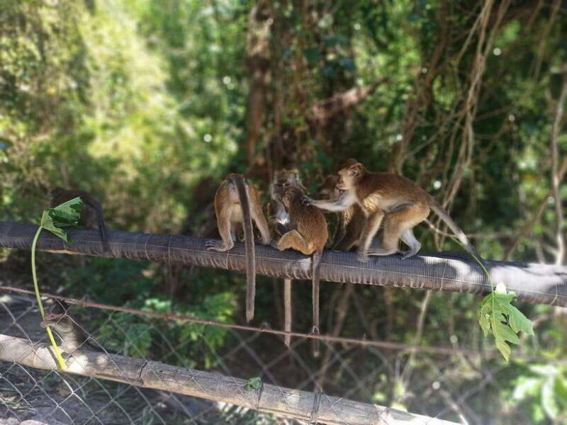 Cebu: Whaleshark Encounter, Tumalog Falls, & Monkey Viewing - Good To Know