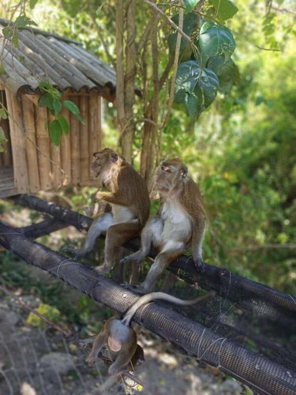 Cebu: Whaleshark Encounter, Tumalog Falls, & Monkey Viewing - Who This Tour Is Best For