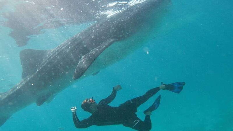 Cebu: Whaleshark Encounter, Tumalog Falls & Sumilon Sandbar - Good To Know