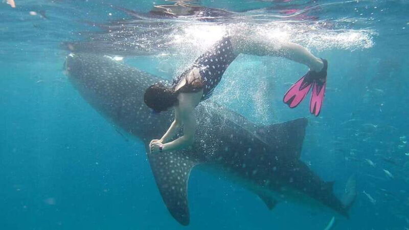 Cebu: Whaleshark Encounter, Tumalog Falls & Sumilon Sandbar - What to Expect from the Tour