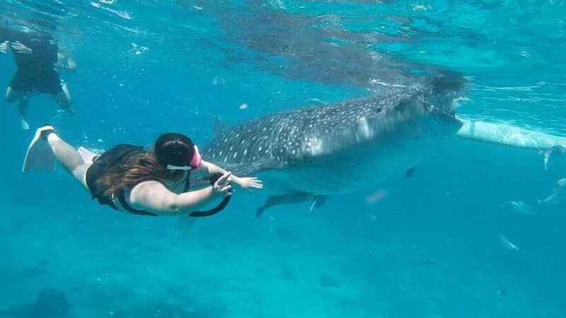 Cebu: Whaleshark Encounter, Tumalog Falls & Sumilon Sandbar - Good To Know