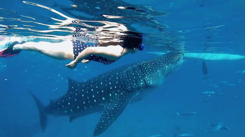 Cebu: Whaleshark Swimming & Kawasan falls Canyoneering Tour - Practical Tips to Enhance Your Experience