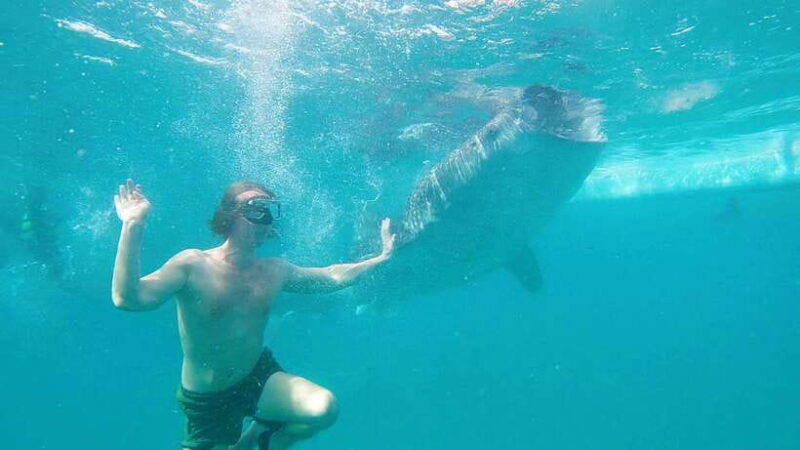 Cebu: Whaleshark Swimming & Kawasan falls Canyoneering Tour - Who Is This Tour Best Suited For?