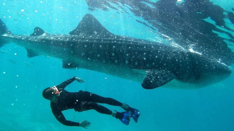 Cebu: Whaleshark Swimming & Kawasan falls Canyoneering Tour - FAQ