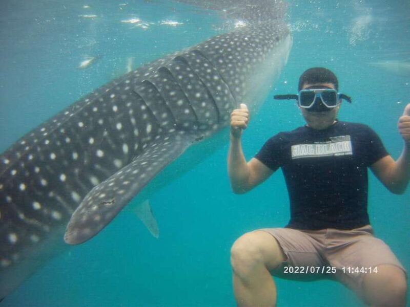 Cebu: WhaleShark , Tumalog Falls, & Sardine Run Snorkeling - Good To Know