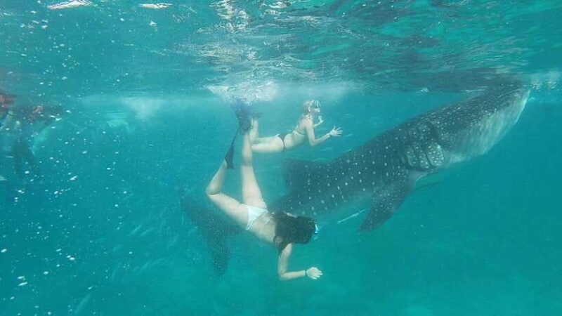 Cebu: WhaleShark , Tumalog Falls, & Sardine Run Snorkeling - The Experience in Detail