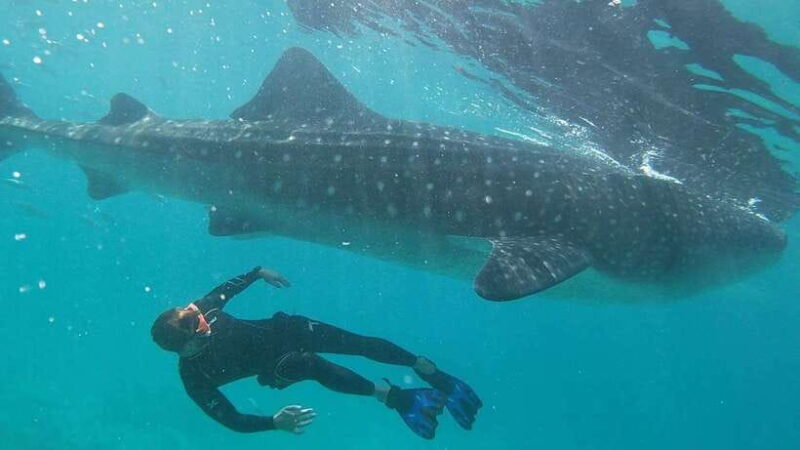 Cebu: WhaleShark , Tumalog Falls, & Sardine Run Snorkeling - Who Will Love This Tour?  