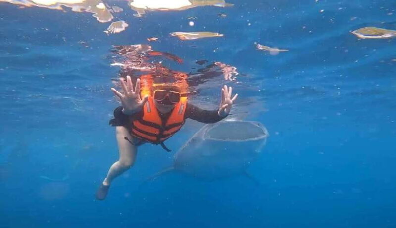 CEBU: Whaleshark Watching + Sumilon Sand Bar + Tumalog Falls - An In-Depth Look at the Tour Itinerary