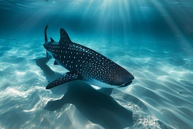 Cebu Whaleshark Watching w/ Sumilon Island Hopping - The Itinerary and What to Expect