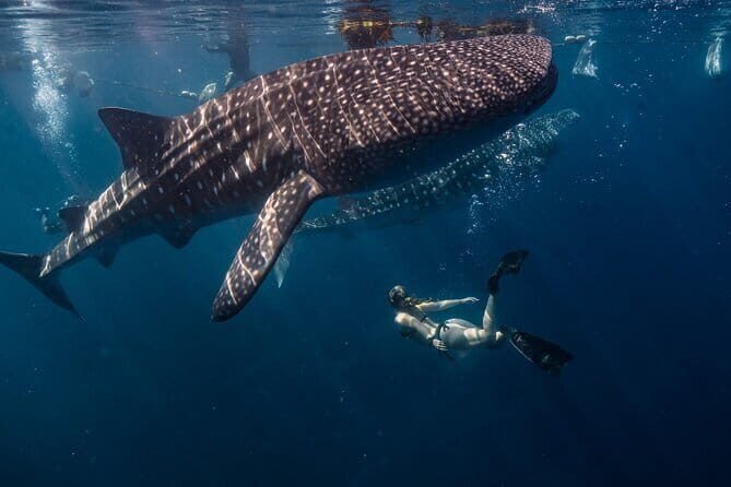 Cebu Whaleshark Watching w/ Sumilon Island Hopping - Practical Tips for Travelers