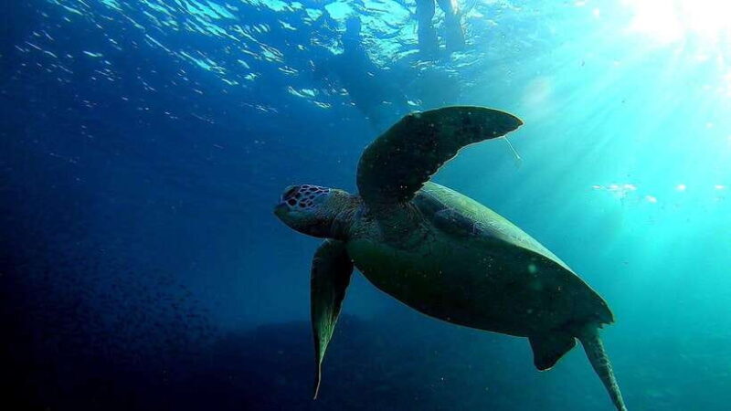 Cebu:ATV, Mantayupan Falls & Pescador Island Hopping w/Meals - Frequently Asked Questions