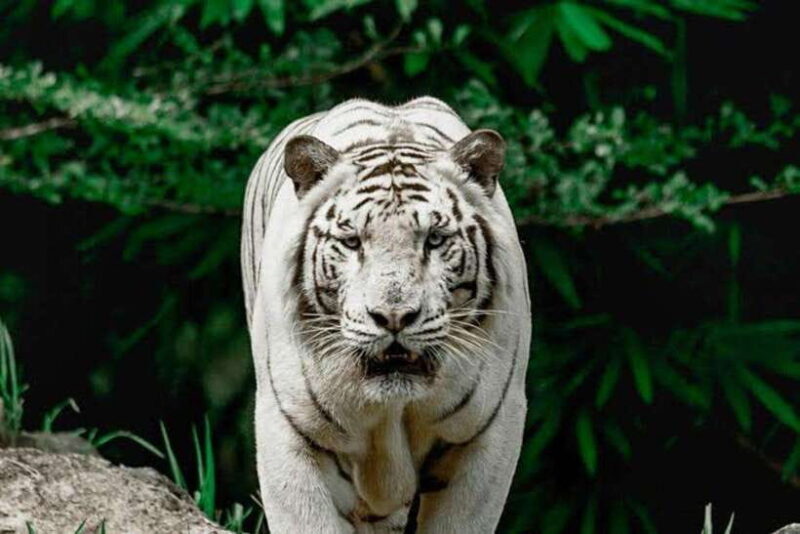 Cebu:Cebu Safari Adventure Park Day Trip - The Experience in Detail