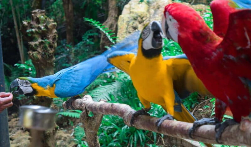 Cebu:Cebu Safari Adventure Park Day Trip - Good To Know