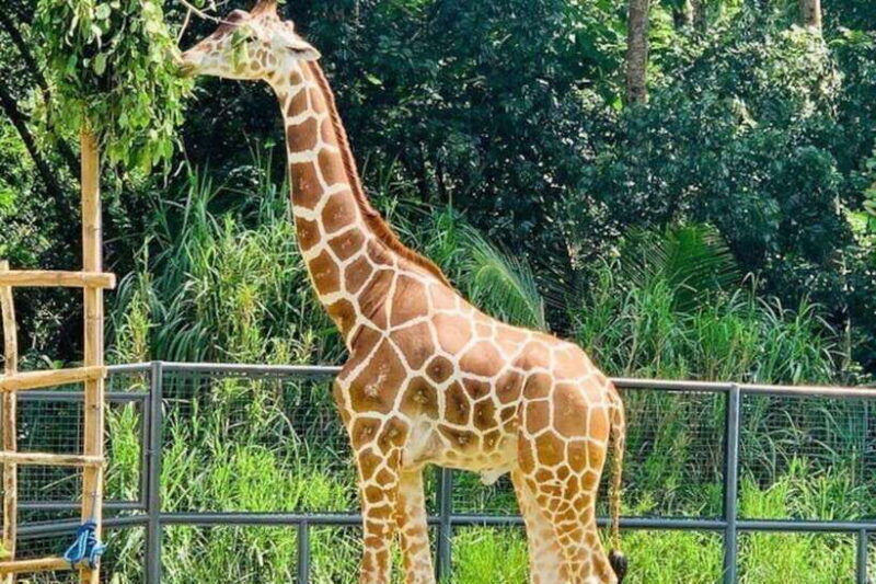 Cebu:Cebu Safari Adventure Park Day Trip - Practical Tips for Visitors