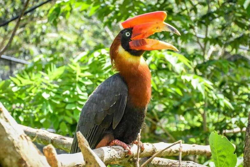 Cebu:Cebu Safari Adventure Park Day Trip - Authentic Feedback and Insights