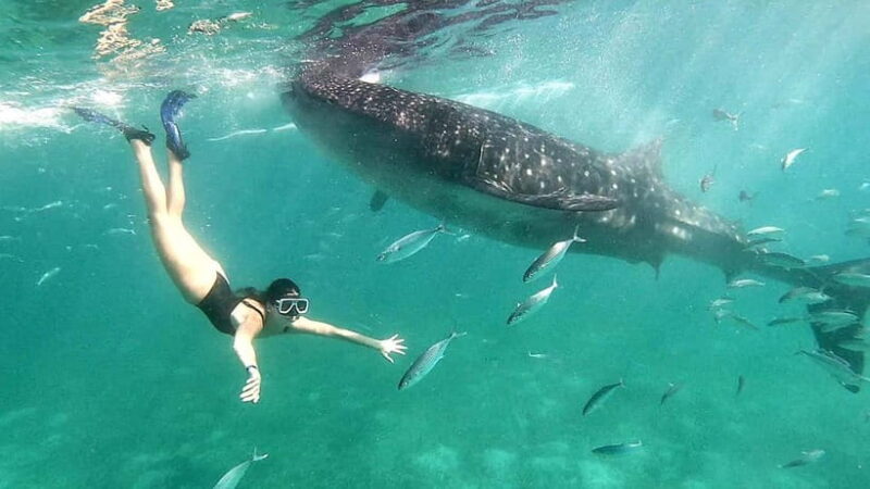 Cebu:Oslob Whale Shark Swimming & Kawasan Falls Canyoneering - Good To Know