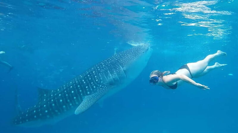 Cebu:Oslob Whale Shark Swimming & Kawasan Falls Canyoneering - Who Should Consider This Tour?