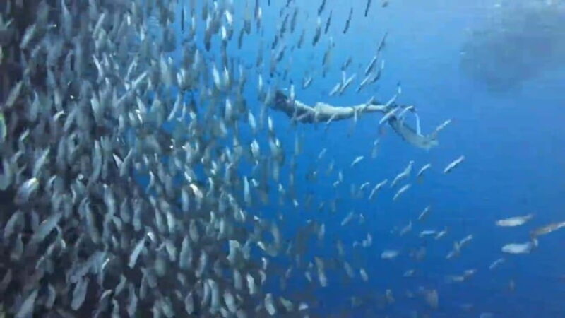 Cebu:Oslob Whale Sharks, Tumalog Falls & Moalboal Snorkeling - Good To Know