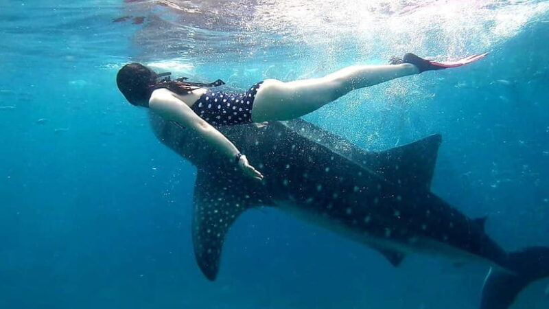 Cebu:Oslob Whale Sharks, Tumalog Falls & Moalboal Snorkeling - Frequently Asked Questions