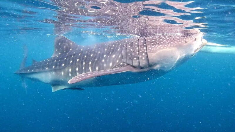Cebu:Oslob Whale Sharks, Tumalog Falls & Moalboal Snorkeling - Good To Know