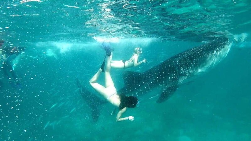 Cebu:Oslob Whale Sharks, Tumalog Falls & Moalboal Snorkeling - Final Thoughts