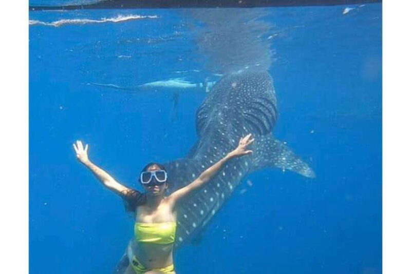 Cebu:Whale Shark, Waterfall, and Sardine Run Group Tour+Meal - Good To Know