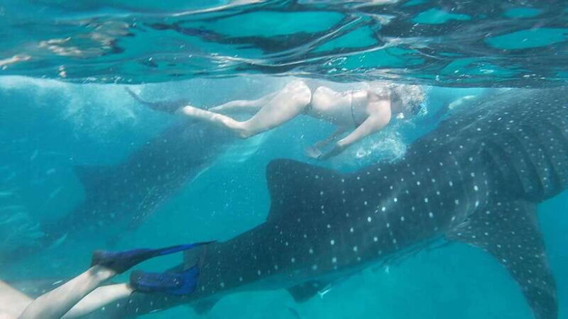 Cebu:WhaleShark Watching & Kawasan Canyoneering Private Tour - Good To Know