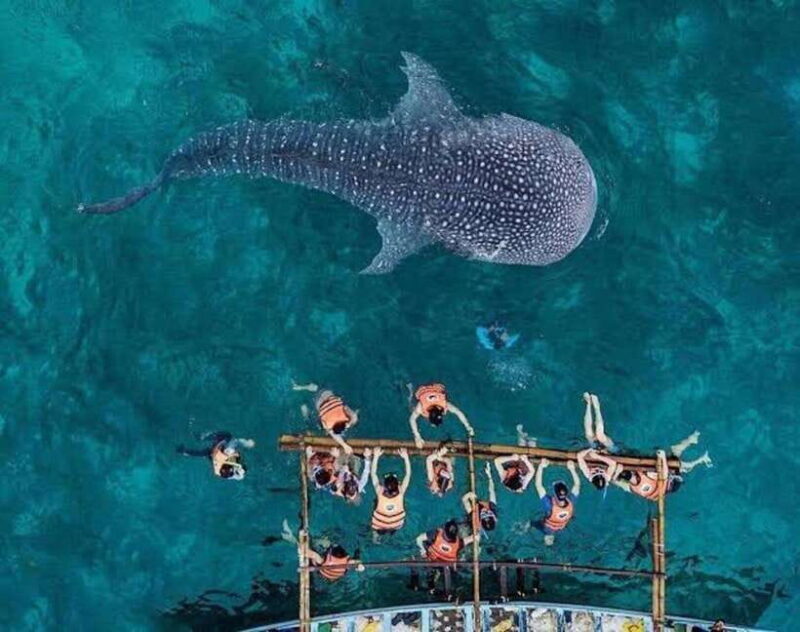 Cebu:WhaleShark Watching & Kawasan Canyoneering Private Tour - Final Thoughts: Who Will Love This Tour?