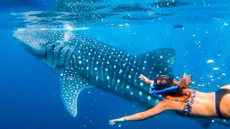 Cebu:WhaleShark Watching & Kawasan Canyoneering Private Tour - Authentic Traveler Insights