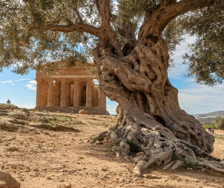 Cefalù: Temples Valley and Scala Dei Turchi Tour - Good To Know