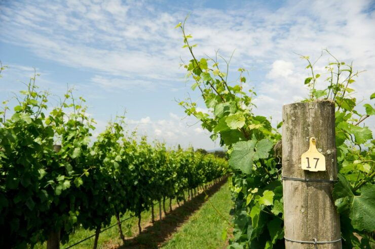 Celebrate Amarone: Italys Finest Wine - Amarone: A Prestigious Italian Wine