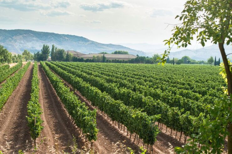 Celebrate Amarone: Italys Finest Wine - Valpolicella: The Land of Amarone