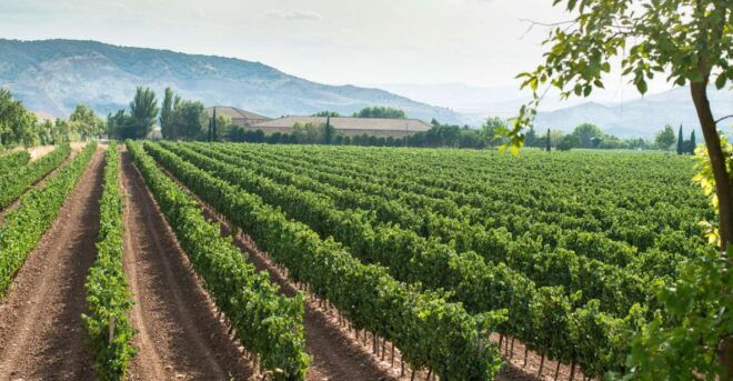 Celebrate Amarone: Italys Finest Wine - Wine Tasting: Amarone & Beyond