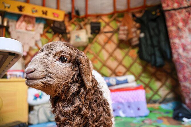 Celebrate Mongolias New Year the Nomadic Way - An In-Depth Look at the Mongolian Nomadic Celebration Tour