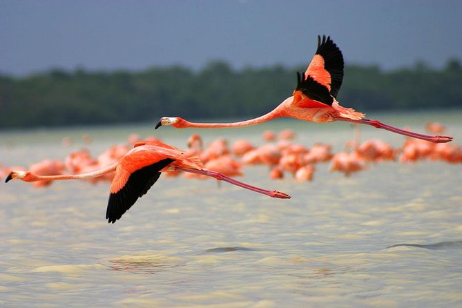 Celestun Biosphere Reserve Tour From Merida - Beach Relaxation and Gulf Views